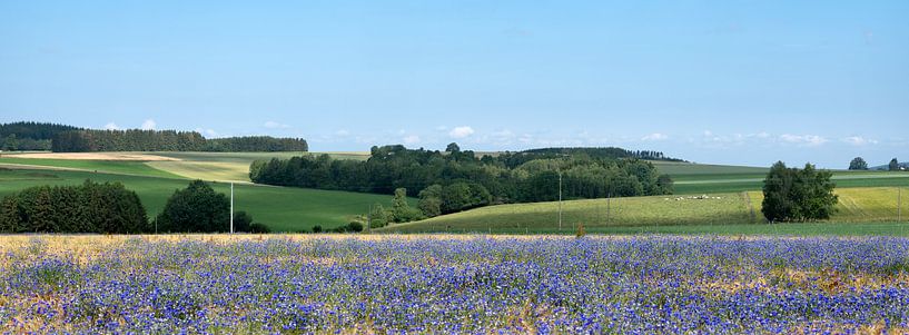 belgian countryside landscape with corn flowers under liege in the belgian ardennes near la roche on by anton havelaar