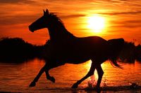 Freedom (paard in galop)