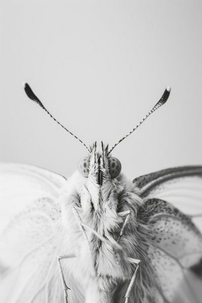 Schmetterling von Poster Art Shop