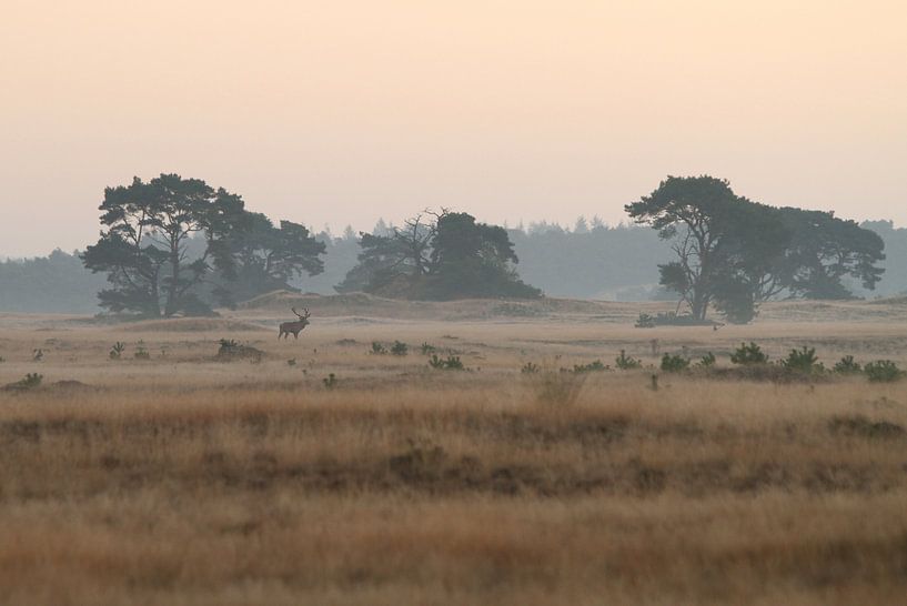 Edelhert in het nationale park de hoge veluwe von Paul Wendels