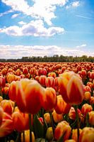 Tulip mania
