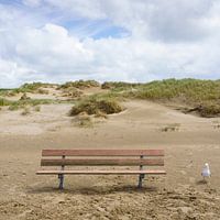 Eine Holzbank steht einsam am Strand, nur eine Möwe leistet ihr Gesellschaft. Die Dünen bilden eine beeindruckende Kulisse.