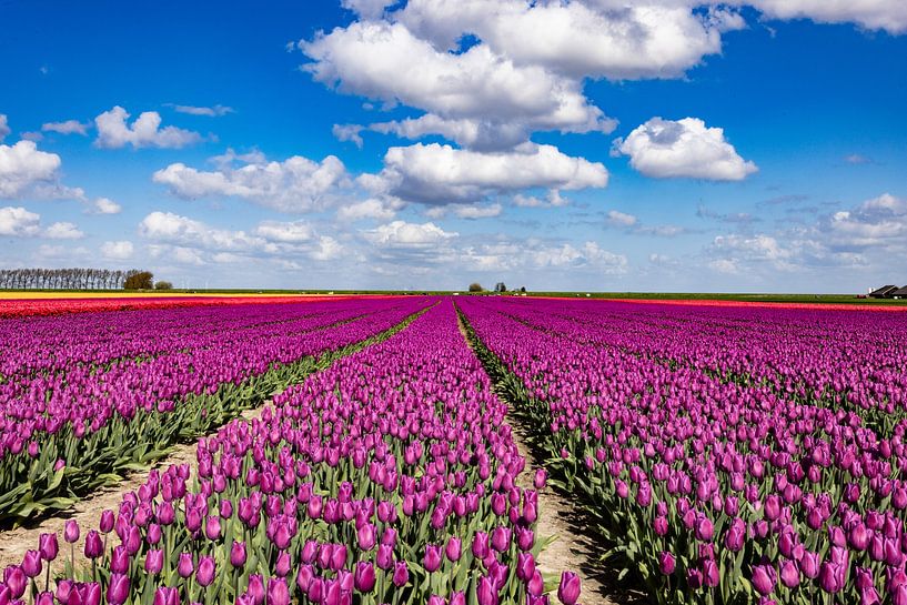 Flowering tulip fields in the Groningen countryside by Gert Hilbink