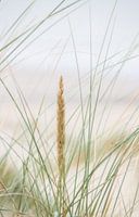 Grassy hill by the sea