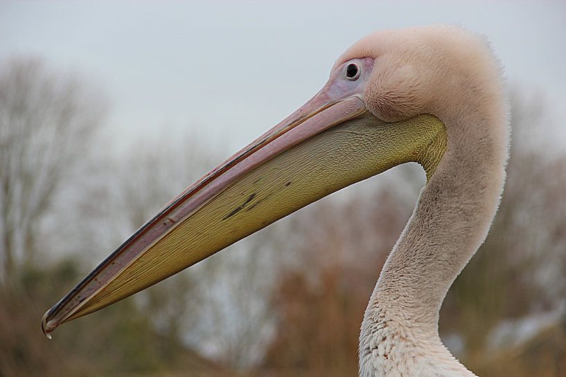 Pelican close-up by Wilma Overwijn
