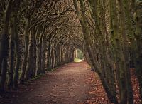 Haye des cimes de hêtre