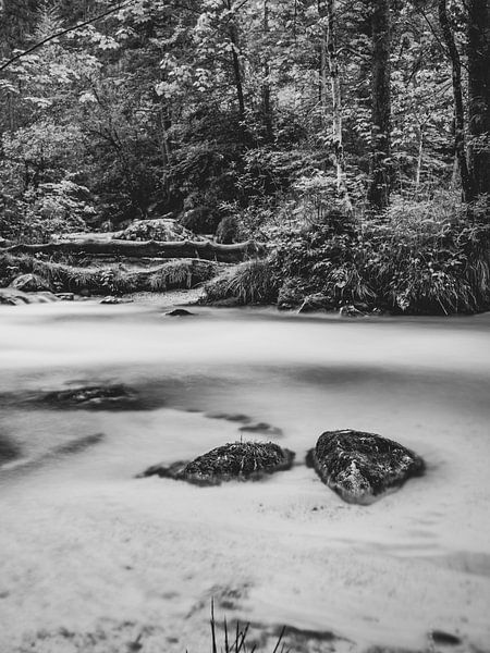 Enchanted Forest Bavaria by Patrick van Lion