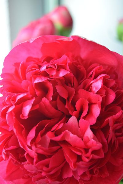 Rosa gefüllte Pfingstrose in Blüte, mit grünen Blättern von Studio LE-gals