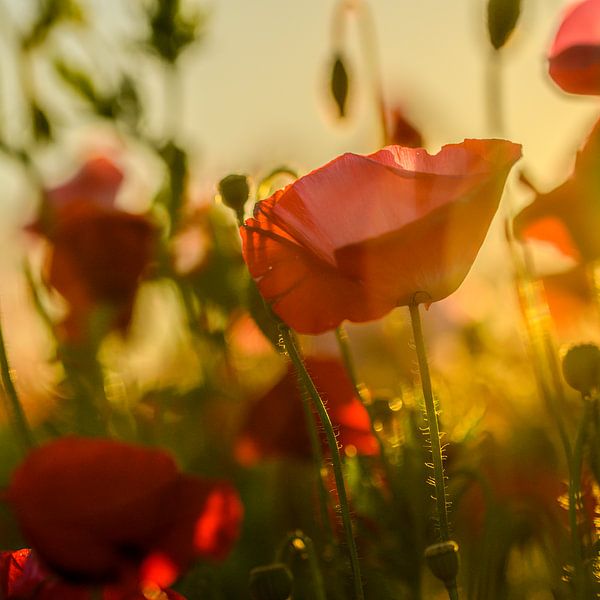 Mohnblumen von Aspectus | Design en Realisatie