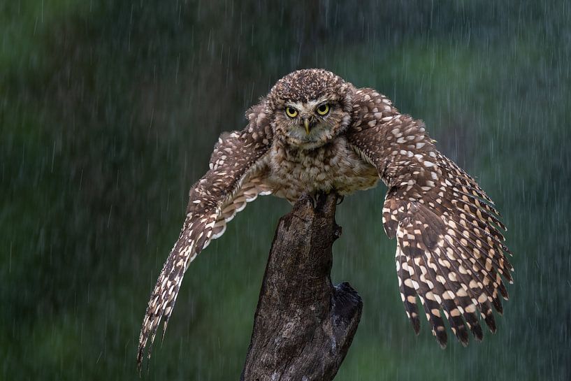 Höhlenk Eule von Freddy Van den Buijs