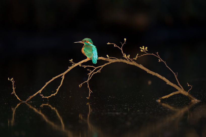 Martin-Pecheur par Martins-pêcheurs - Corné van Oosterhout