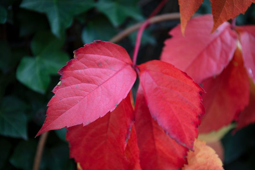 Les couleurs de l'automne dans toute leur splendeur par Bianca Meyering Fotos - BMF