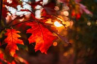 Gros plan de l'automne rouge et orange laisse avec bokeh en arrière-plan.