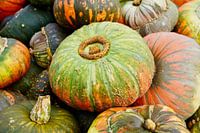 Sur l'image, différentes citrouilles aux tons rouges, verts et orange vifs se côtoient.