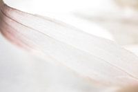 Rosa Knoblauchhaut Violetter Akzent