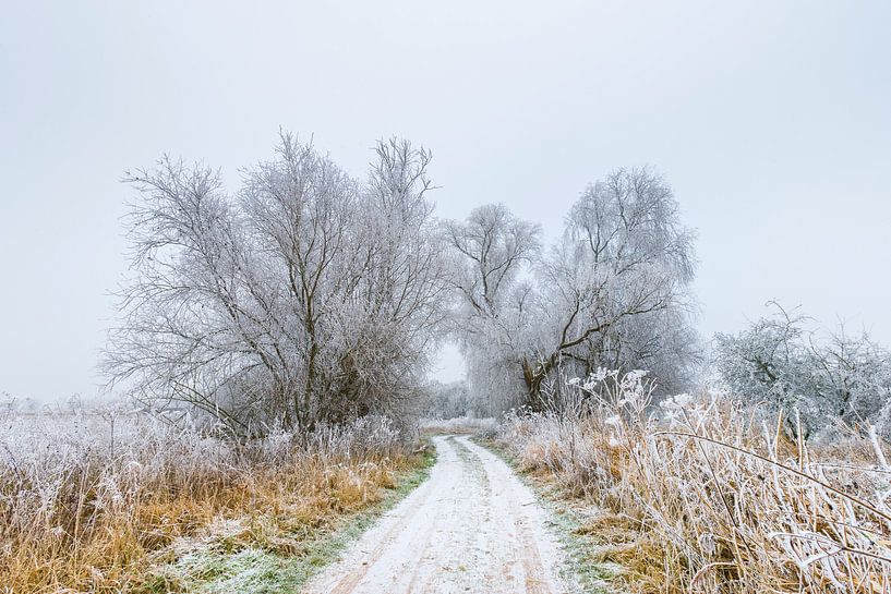 Foggy winter landscape with frosted trees and dirt road by Chris Stenger