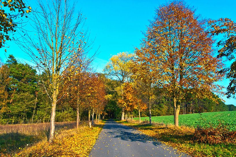 Country road into the golden October forest by Silva Wischeropp