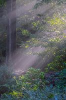 Sonnenharfen durch Wald