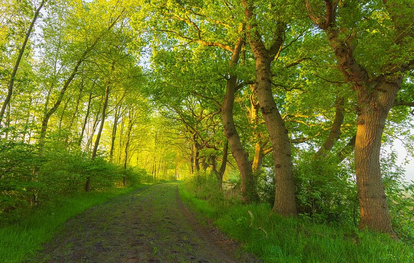 Lever de soleil à Oudemolen - Drenthe (Pays-Bas) par Marcel Kerdijk