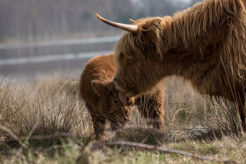 Highlander mother washes calf by Marc van Tilborg