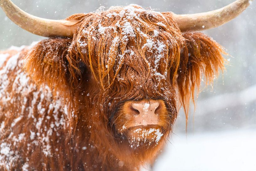 Portrait d'un bétail Highland écossais dans la neige par Sjoerd van der Wal Photographie