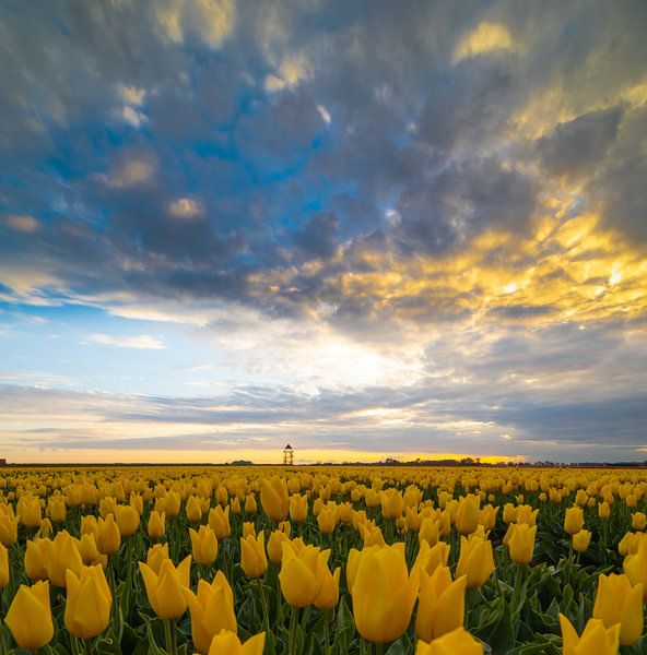 vaste champ de tulipes par peterheinspictures