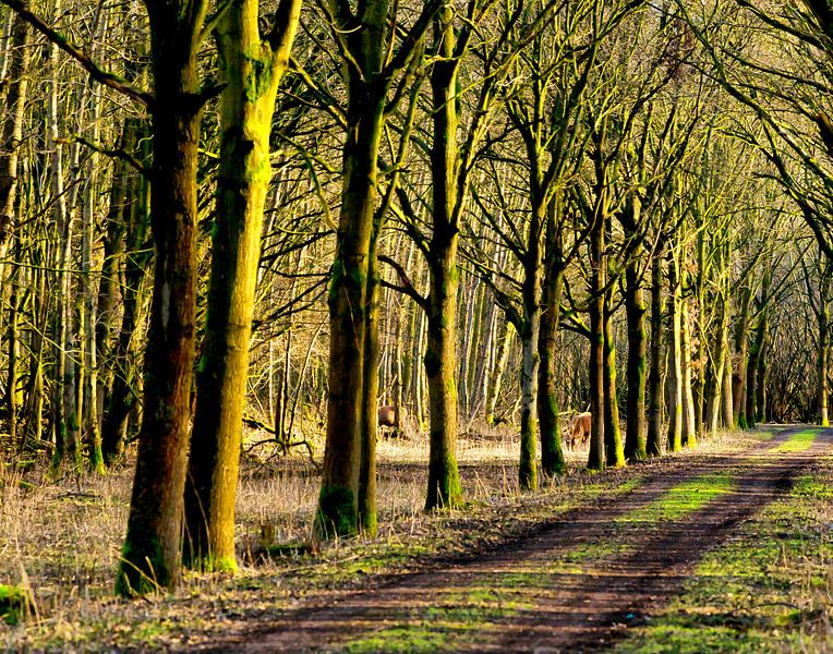 Des cerfs dans les bois. par Brian Morgan