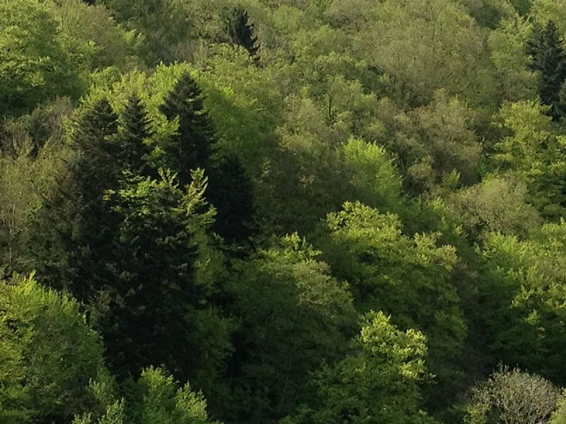 bossen in Duitsland von Mirjam van Ginkel