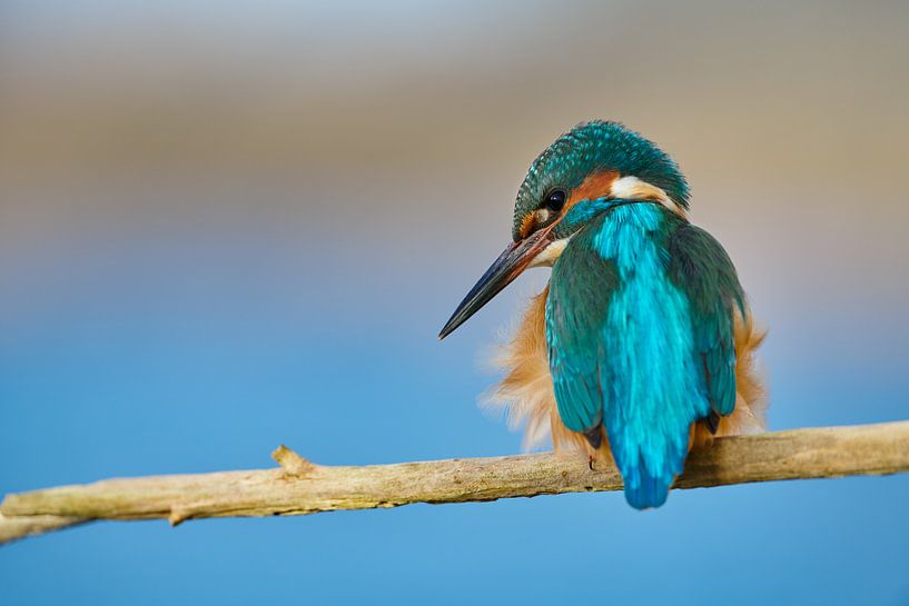 Kingfisher - Mister Blue by Kingfisher.photo - Corné van Oosterhout