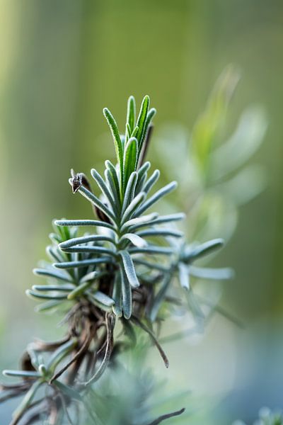 Lavender by Martina Weidner