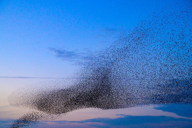 Spreeuwen zwerm in de lucht tijdens zonsondergang van Sjoerd van der Wal Fotografie