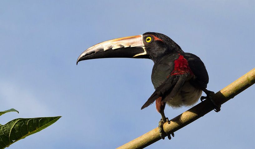 Toekan op tak  par Karin vd Waal