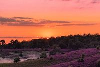 Sunset Posbank Rheden with the purple heather