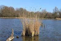 riet in het water
