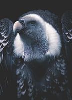 Grey vulture on black background