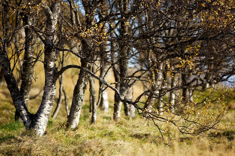 Bomen by HANS VAN DAM