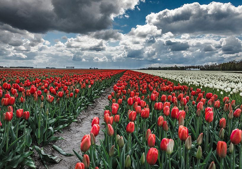 Tulpen veld par Pieter de Kramer