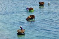 Agar-agar plukkers, Indonesie.