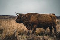 Schottischer Highlander