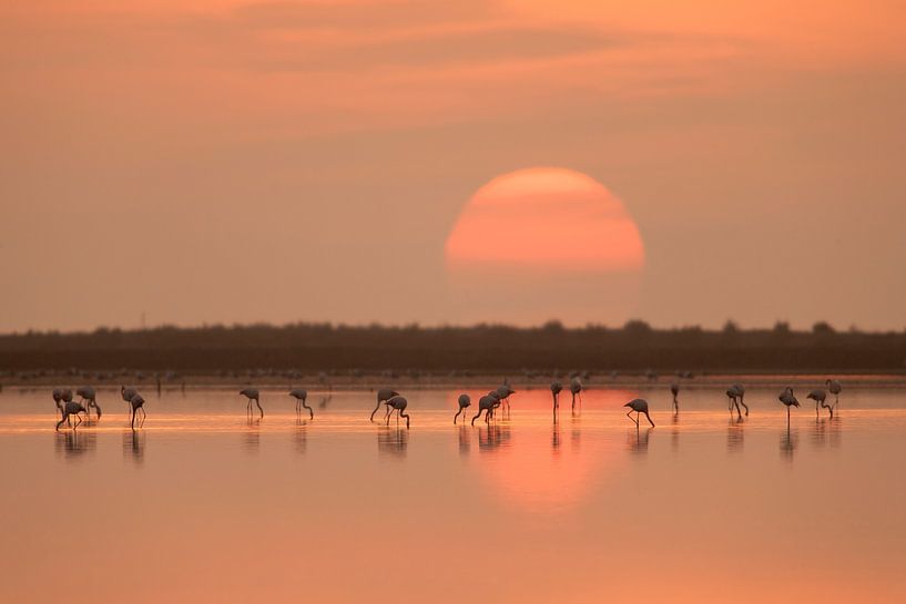 Flamingos bei Sonnenaufgang von Joan Gil Raga