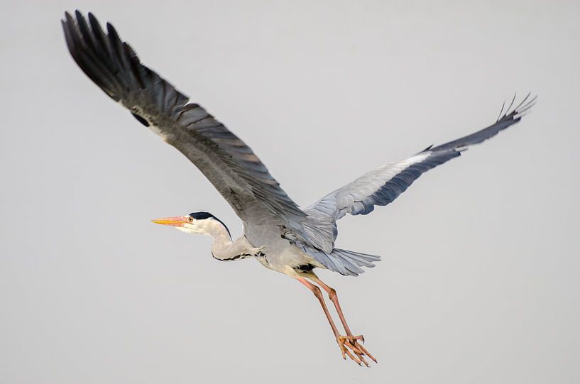 Héron cendré par Mark Bolijn