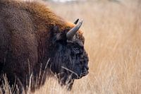 Bison européen sur le Maashorst | portrait Pays-Bas