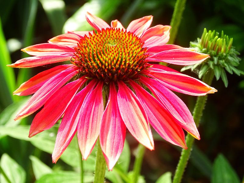 Sonnenhut von Sanne Compeer