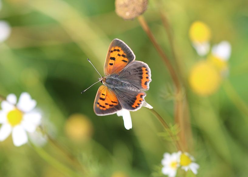 Kleine vuurvlinder van Matthias Brix