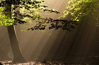 Für die Liebe zu Sonnenharfen