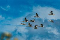 Vlieg je eigen koers