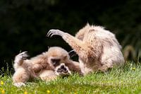 Withandgibbons spelen