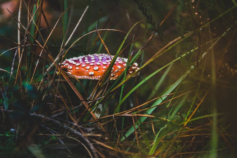 Fliegenpilz von Patrick  van Dasler