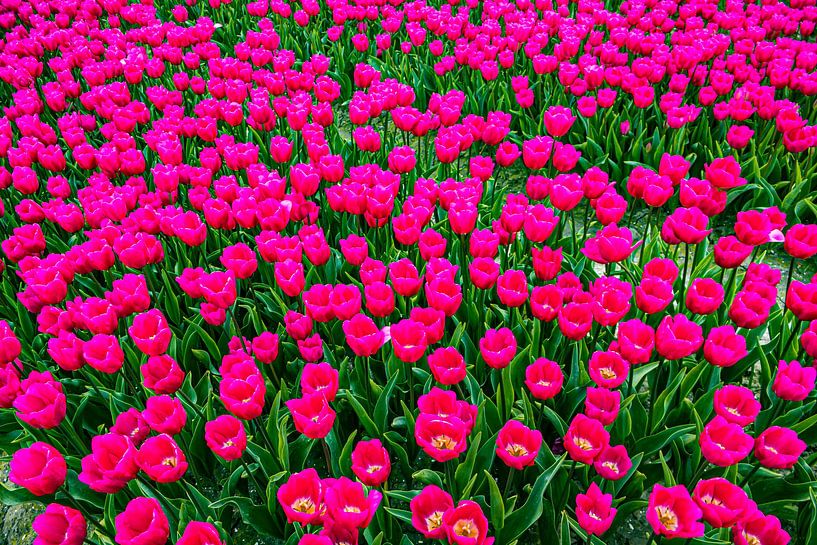 Feld voller Tulpen von Lisette van Leeuwen