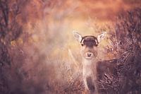 in die Augen der Hirsche schauen